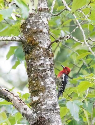 Woodpeckers