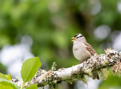 White Crowned Sparrow