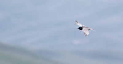 Black Tern