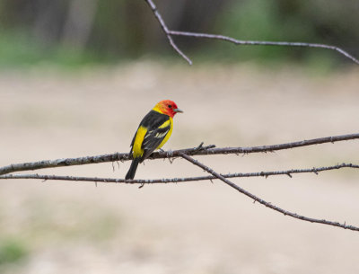 Western Tanager