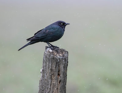 Brewers Blackbird