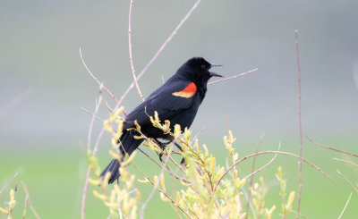 Red Winged Blackbird