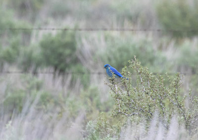 Mountain Bluebird