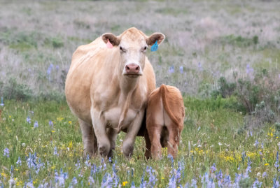 Cow and Calf