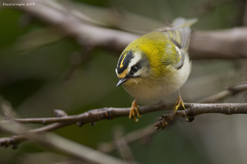 Regulus ignicapilla