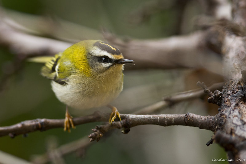 Regulus ignicapilla