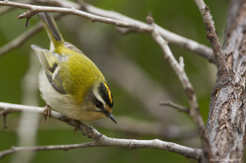Regulus ignicapilla