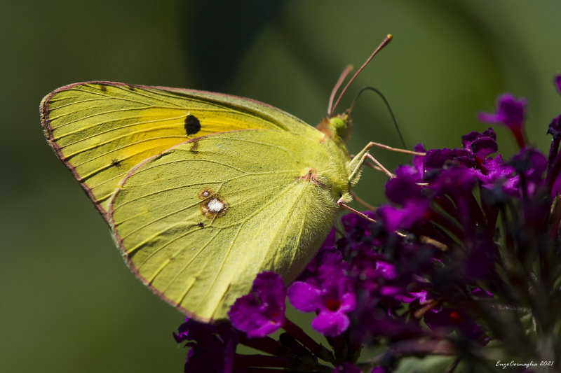 Colias crocea