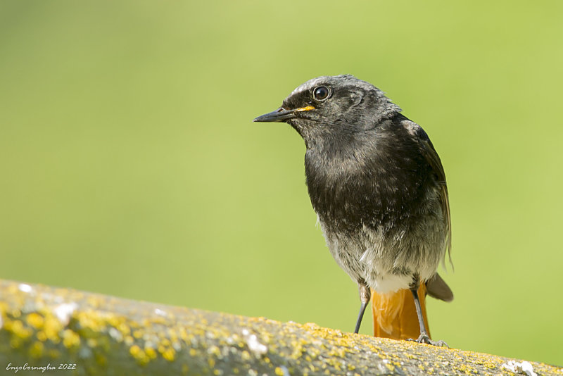 Phoenicurus ochruros