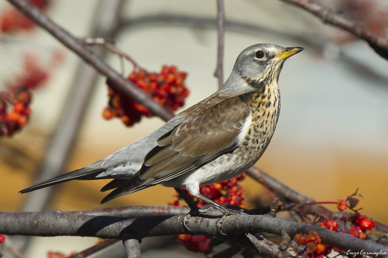Turdus pilaris