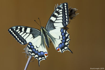 Papilio machaon 
