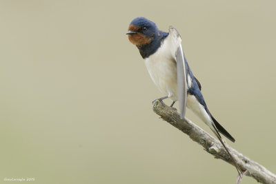 Hirundo rustica