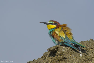 Merops apiaster