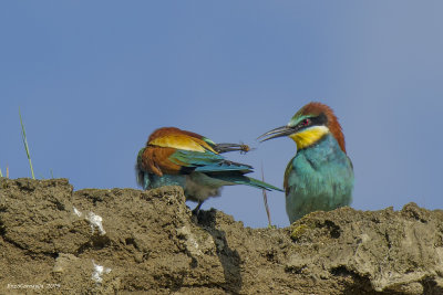 Gruccione (Merops apiaster)