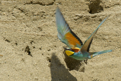 Merops apiaster