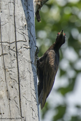 Picchio nero - Dryocopus martius (maschio)