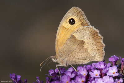 Maniola jurtina