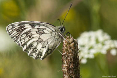 Melanargia galathea