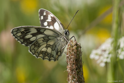 Melanargia galathea