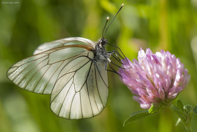 Aporia crataegi