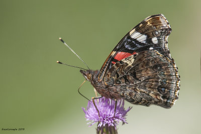 Vanessa atalanta