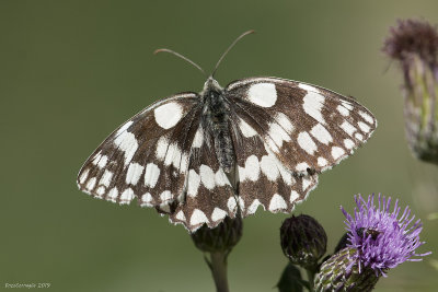 Melanargia galathea