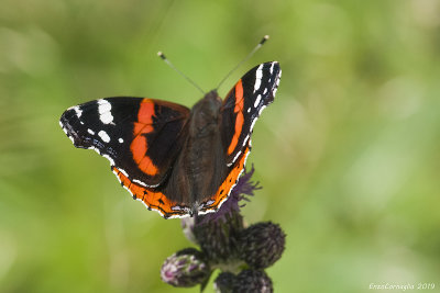 Vanessa atalanta