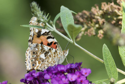 Vanessa cardui