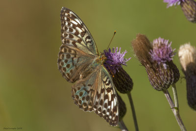 Argynnis paphia f.valesina