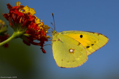 Colias crocea