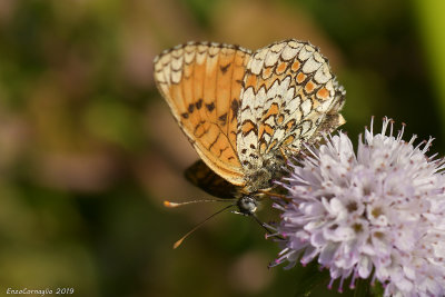 Melitaea phoebe