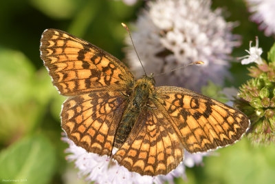 Melitaea phoebe