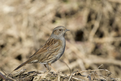 Prunella modularis