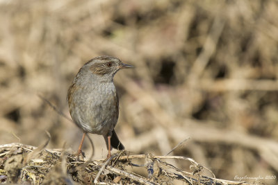 Prunella modularis