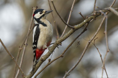 Dendrocopus major