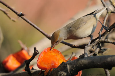 Sylvia atricapilla