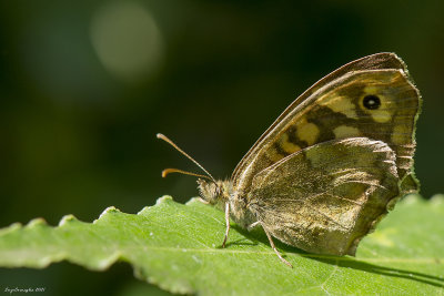 Pararge aegeria