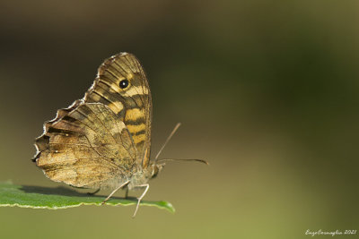 Pararge aegeria