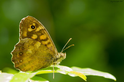 Pararge aegeria