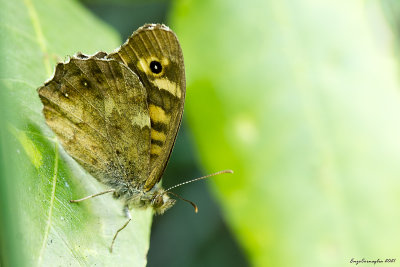 Pararge aegeria