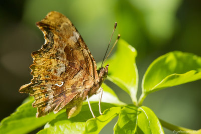 Polygonia c-album
