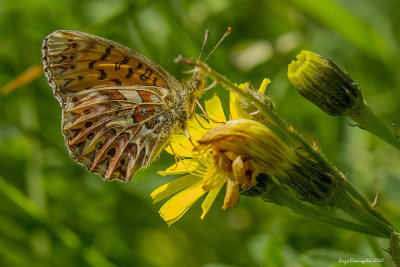 Boloria titania