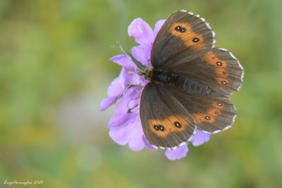 Erebia alberganus