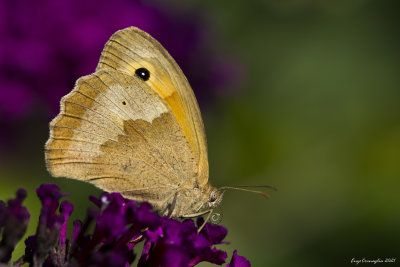 Maniola jurtina