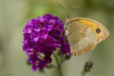 Maniola jurtina