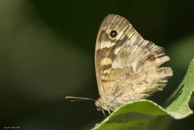 Pararge aegeria 