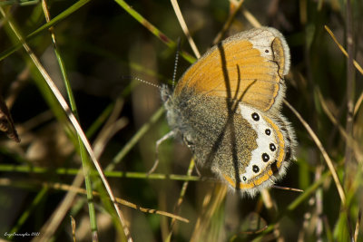 Coenonympha gardetta