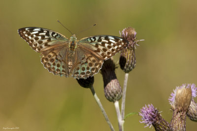 Argynnis paphia f.valesina