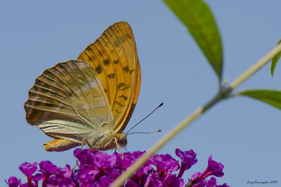 Argynnis paphia