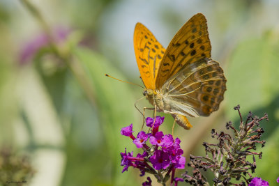 Argynnis_paphia